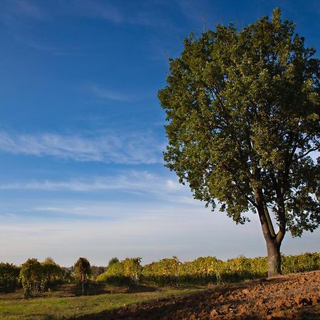 Le Stanze Di Bacco Villa Monteveglio Exterior foto