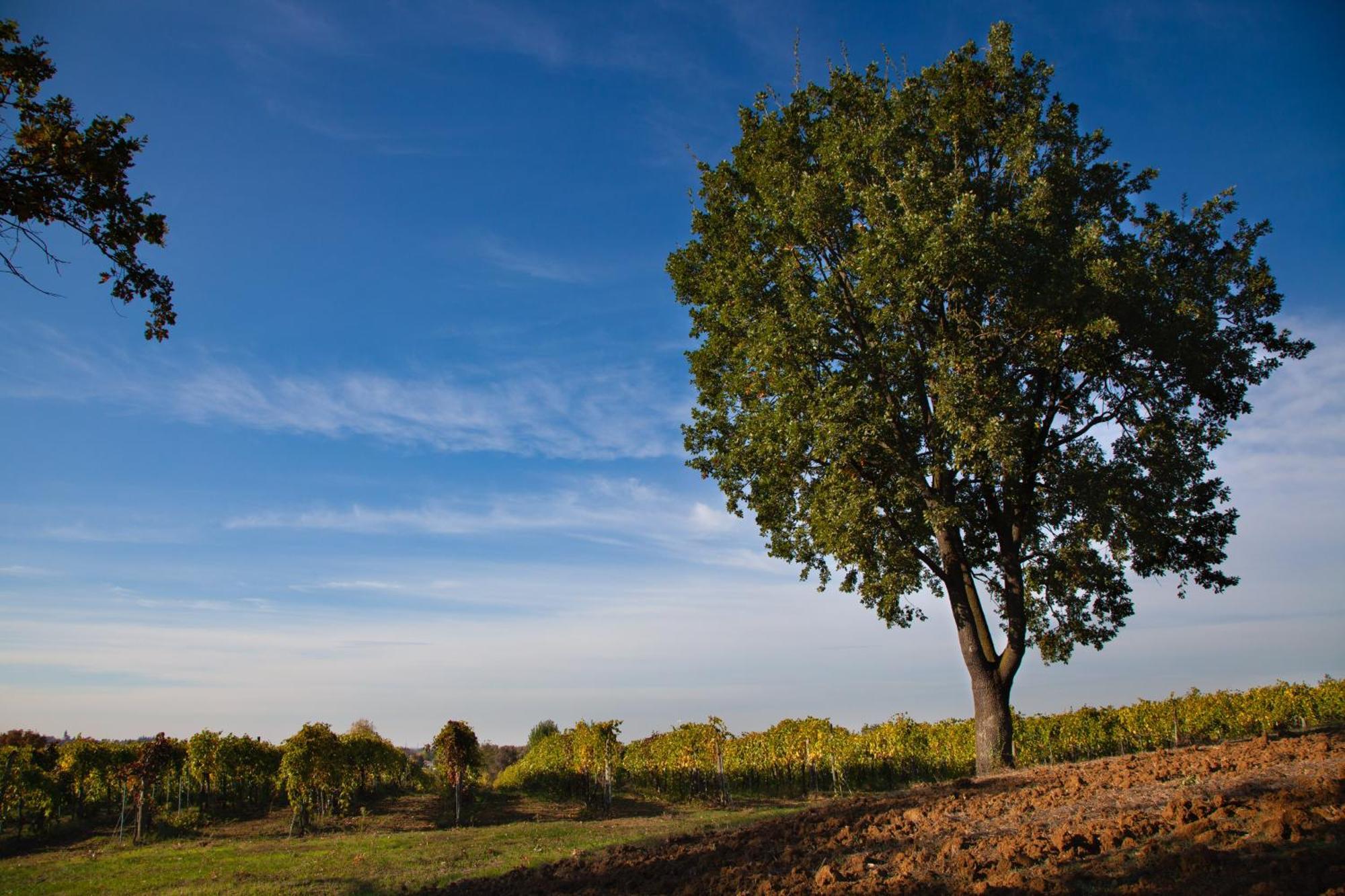 Le Stanze Di Bacco Villa Monteveglio Exterior foto